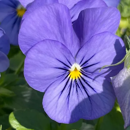 Soko & Garden Szkopje