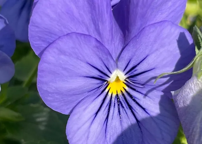 Soko & Garden Skopje